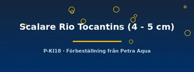 Näsets Ciklidhobby Scalare Rio Tocantins skalar 4–5 cm