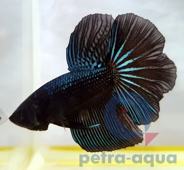 Näsets Ciklidhobby Betta halfmoon black orchid kampfisk XL