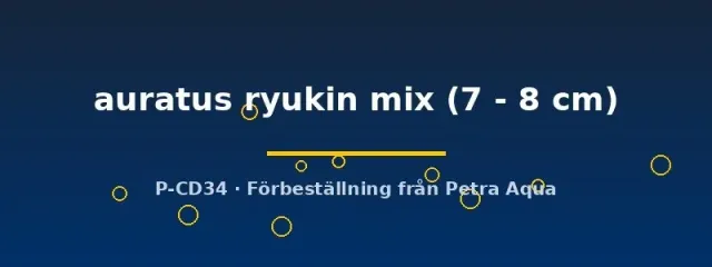 Carassius Auratus Ryukin mix guldfisk 7–8 cm