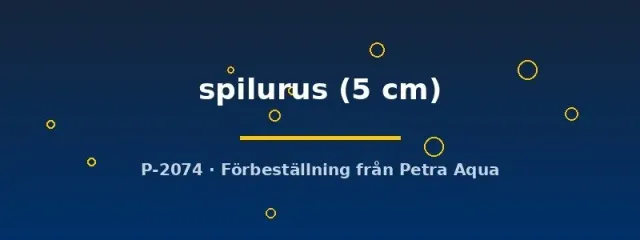 Iguanodectes spilurus akvariefisk 5 cm stimfisk