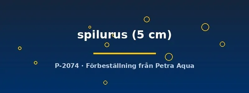 Iguanodectes spilurus akvariefisk 5 cm stimfisk
