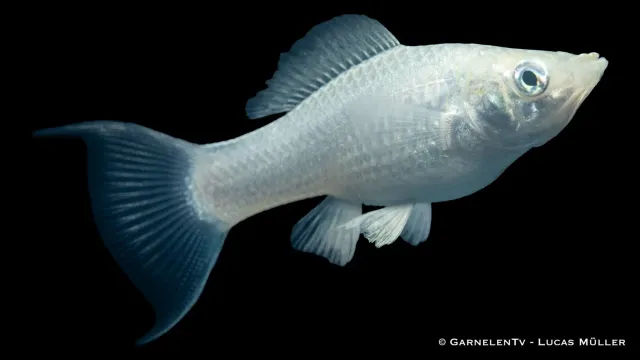 Garnelen TV Molly silver lyra akvariefisk Poecilia sphenops hårt vatten