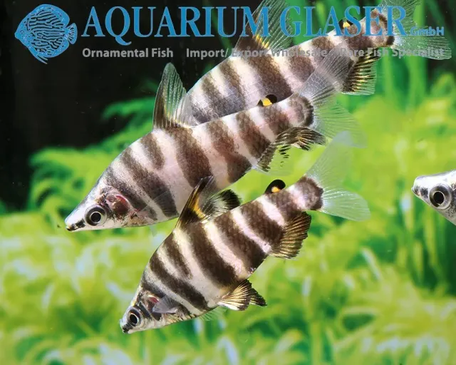 Näsets Ciklidhobby Abramites hypselonotus wild akvariefisk 3–4 cm