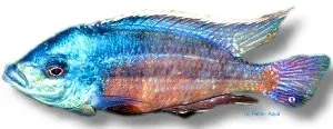 Protomelas teaniolatus spindle hap ciklid 4–5 cm