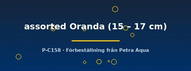 Näsets Ciklidhobby Oranda guldfisk 15-17 cm slöjstjärt