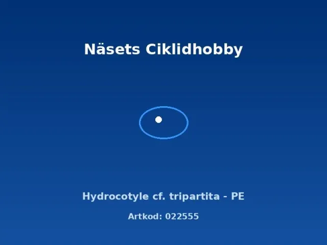 Näsets Ciklidhobby Hydrocotyle tripartita akvarieväxt PE lättskött
