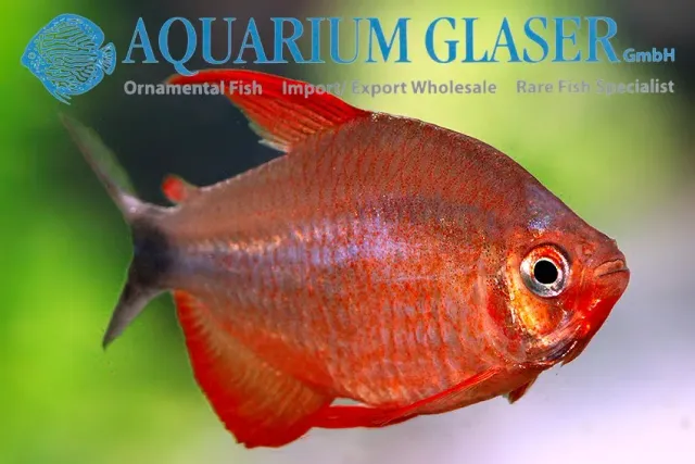 Näsets Ciklidhobby Hyphessobrycon peugeotorum akvariefisk md vildfångad