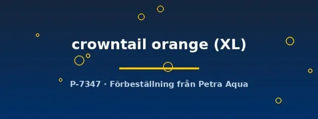 Betta spl. crowntail orange kampfisk hane XL