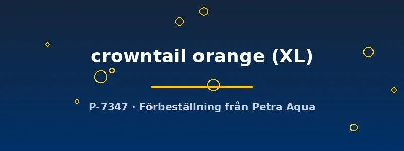 Betta spl. crowntail orange kampfisk hane XL