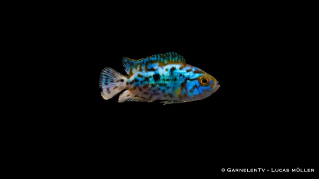 Garnelen TV Rocio octofasciata Blue Dempsey akvariefisk 15 cm