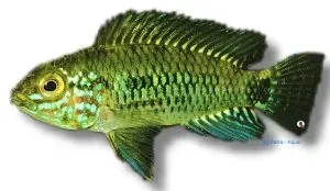 Apistogramma incospicua dvärgciklid 3–4 cm vildform