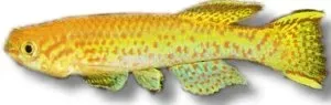 Näsets Ciklidhobby Gardner's Killifish Gold akvariefisk 3–4 cm