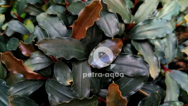 Näsets Ciklidhobby Bucephalandra sekadau blue växt Easy8 blå