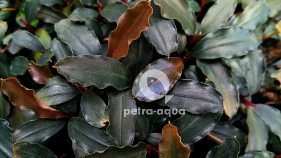 Näsets Ciklidhobby Bucephalandra sekadau blue växt Easy8 blå