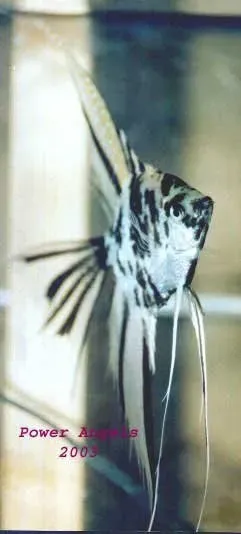 Näsets Scalare Marmor Ljus Pterophyllum scalare fisk 5 cm