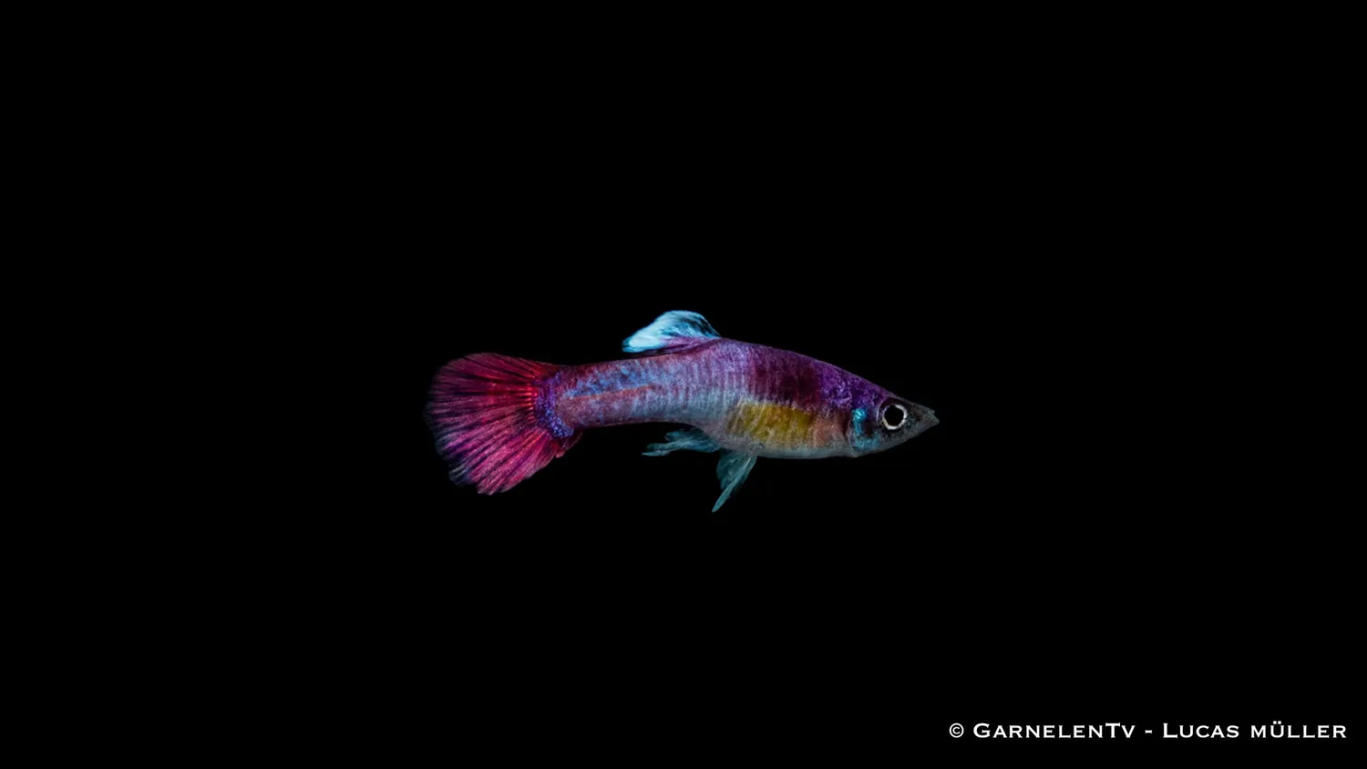 Guppy pink hane akvariefisk Poecilia reticulata