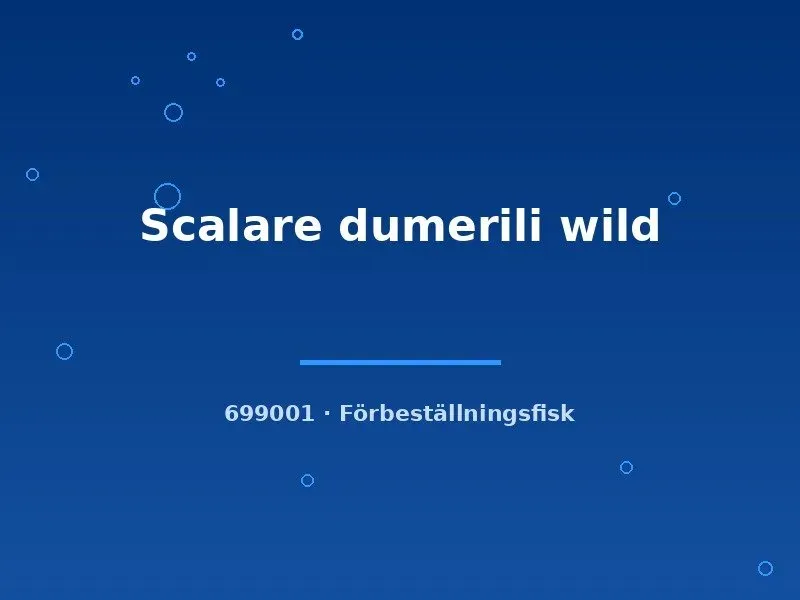 Pterophyllum Scalare Dumerili vild skalar sm–md