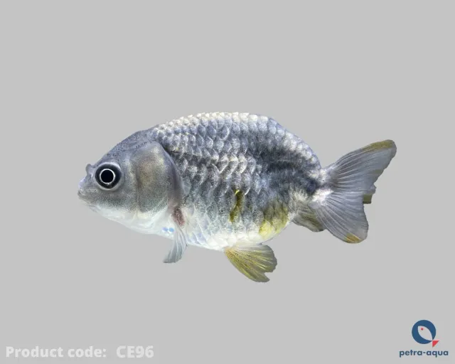 Carassius auratus ranchu guldfisk metallic 6–7 cm