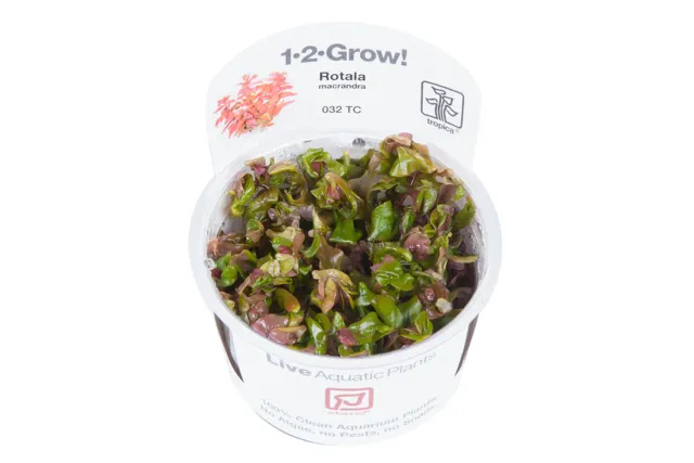Akvarievalvet Rotala macrandra akvarieväxt röd stjälkväxt