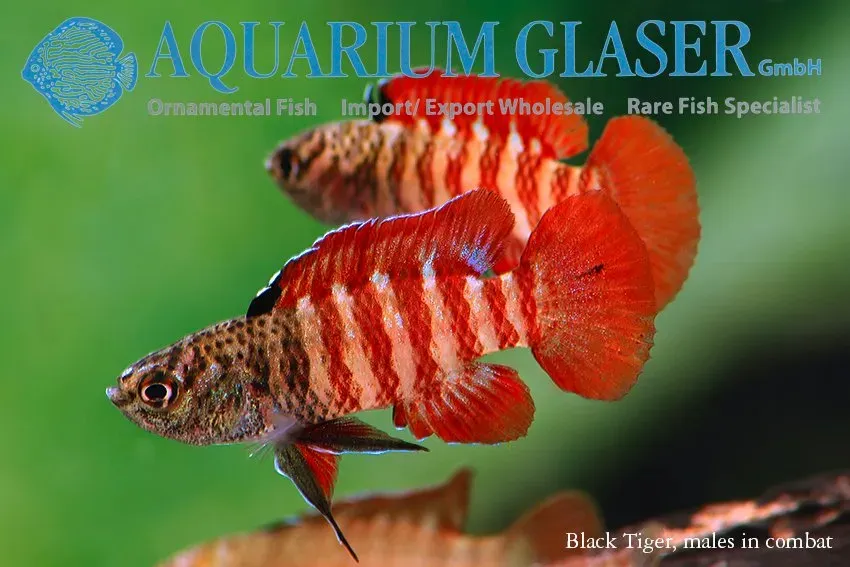 Näsets Ciklidhobby Dario Black Tiger akvariefisk md-lg vild