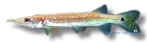 Näsets Ciklidhobby Ctenolucius hujeta rovfisk 4–6 cm ytlevande