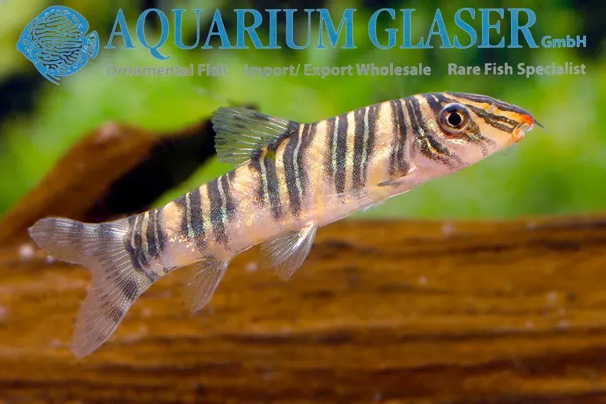 Näsets Ciklidhobby Botia striata botia 5–6 cm flockfisk