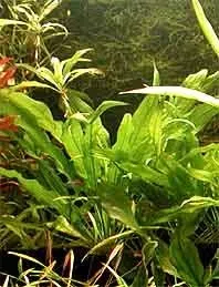 Echinodorus amazonicus akvarieväxt kruka