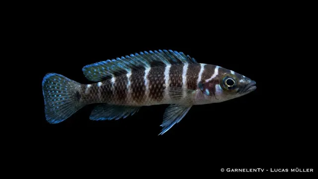 Neolamprologus cylindricus ciklid levande randig Tanganyika