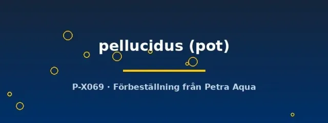 Echinodorus pellucidus akvarieväxt kruka svärdsplanta