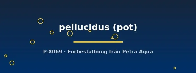 Echinodorus pellucidus akvarieväxt kruka svärdsplanta