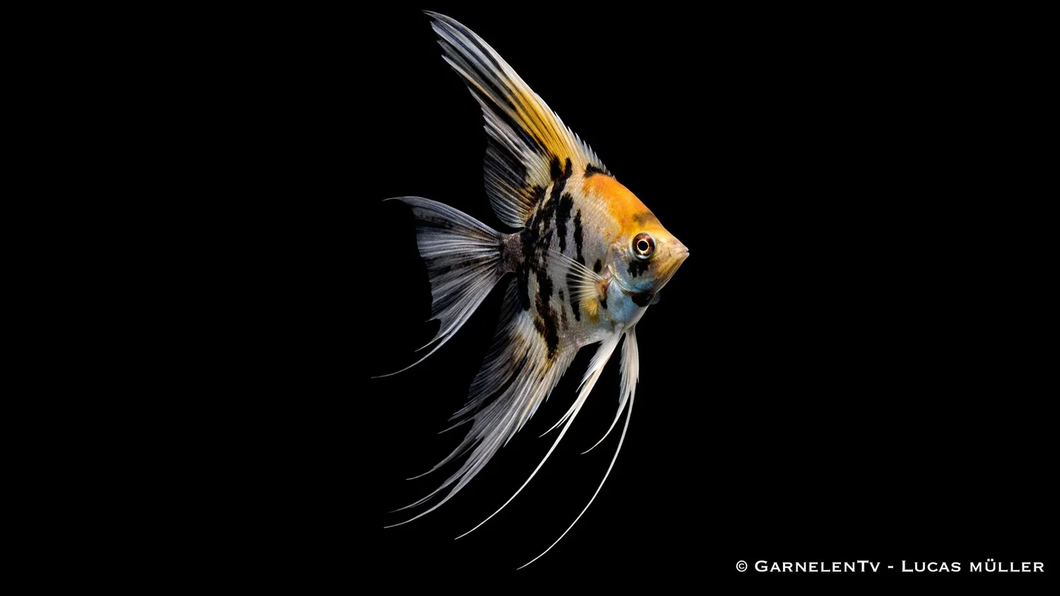 Garnelen TV Skalar slöja mix Pterophyllum scalare