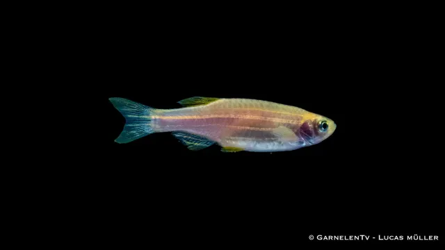 Garnelen TV zebrabärbling gyllene akvariefisk Brachydanio rerio