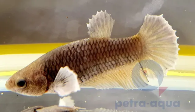 Betta spl female plakat big ears kampfisk L mix