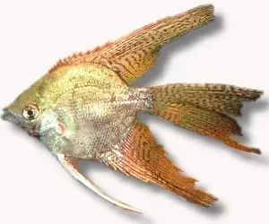Näsets Ciklidhobby Zebra Angelfish l.f. skalar 1,5–2 cm randig