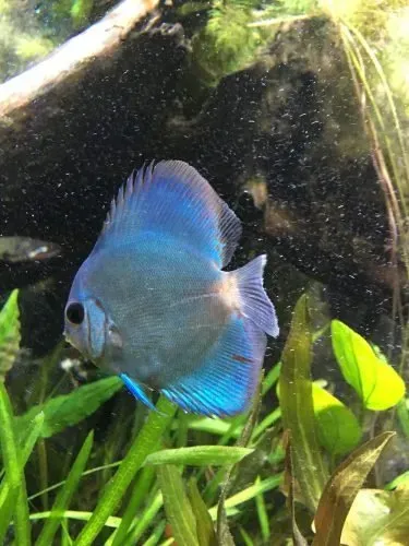 Näsets Ciklidhobby Diskus Blue Diamond ciklid 17–20 cm stim