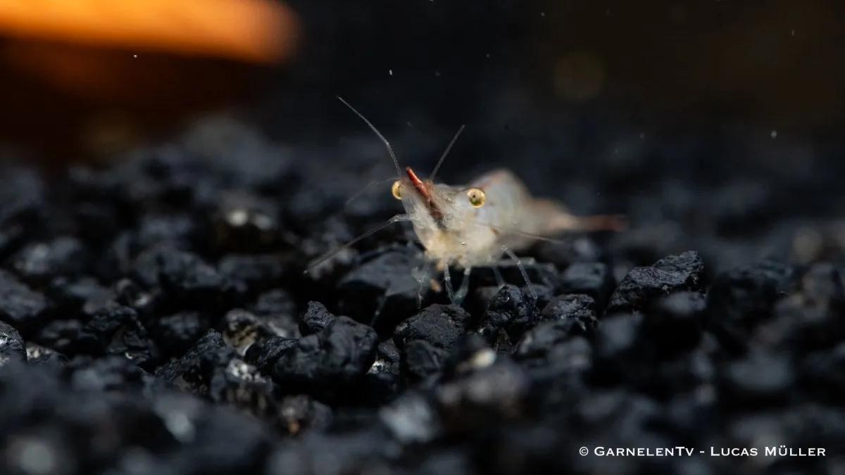 Garnelen TV Röd noshörningsräka Caridina gracilirostris akvarieräka