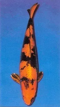 Näsets Ciklidhobby Hi Utsuri koi 16–18 cm dammfisk