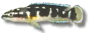 Näsets Ciklidhobby Julidochromis transcriptus Masked Julie ciklid 3,5–4 cm svartvit