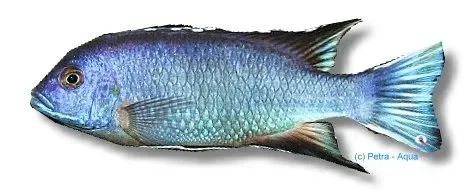 Näsets Ciklidhobby Pseudotropheus acei Ngara akvariefisk XL