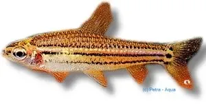 Näsets Ciklidhobby Neolebias ansorgei tetra 3–3,5 cm röd