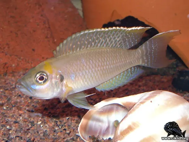 Neolamprologus calliurus ciklid 2,5–4 cm