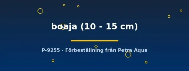 Näsets Ciklidhobby Doryichthys boaja nålfisk 10–15 cm pipfisk