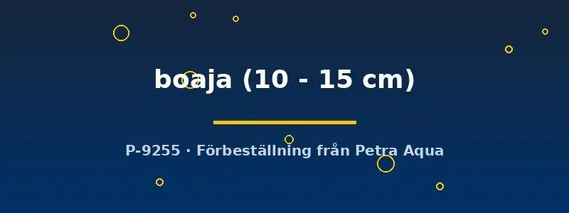 Näsets Ciklidhobby Doryichthys boaja nålfisk 10–15 cm pipfisk