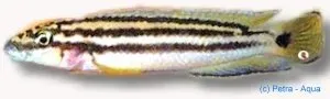 Näsets Ciklidhobby Chalinochromis popelini ciklid 5–7 cm