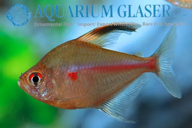 Näsets Ciklidhobby Yellow phantom tetra akvariefisk md