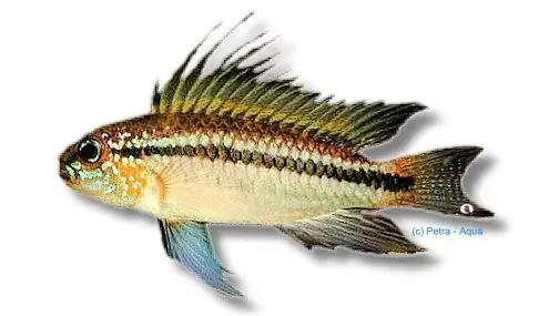 Näsets Ciklidhobby Apistogramma bitaeniata dvärgciklid orange 3–3,5 cm