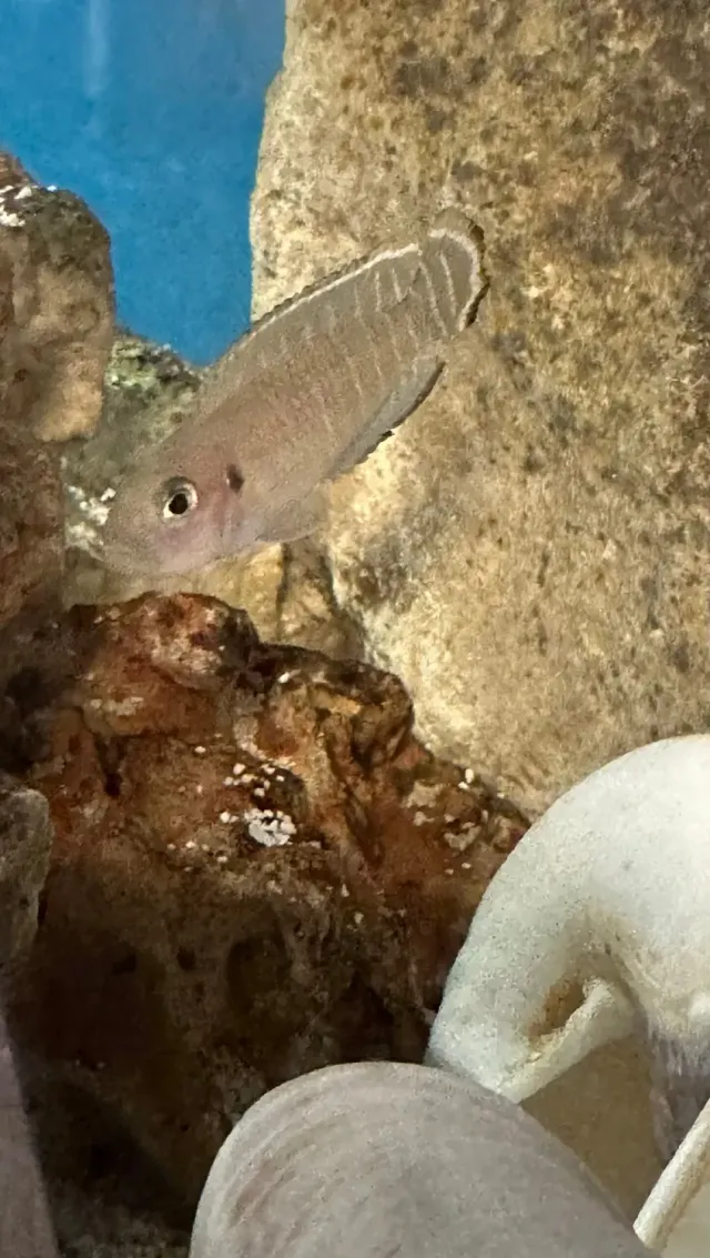 Näsets Lamprologus Brevis ciklid snäcklekare fredlig