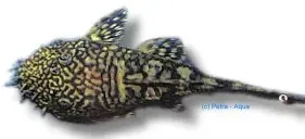 Näsets Ciklidhobby Ancistrus Mato Grosso mal LDA08 XL
