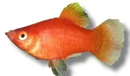 Näsets Ciklidhobby Platy Coral Red akvariefisk 1,5 cm röd