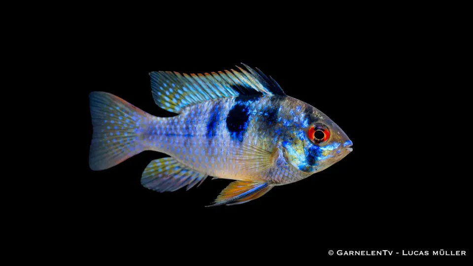 Garnelen TV Smaragd fjärilsciklid Microgeophagus ramirezi